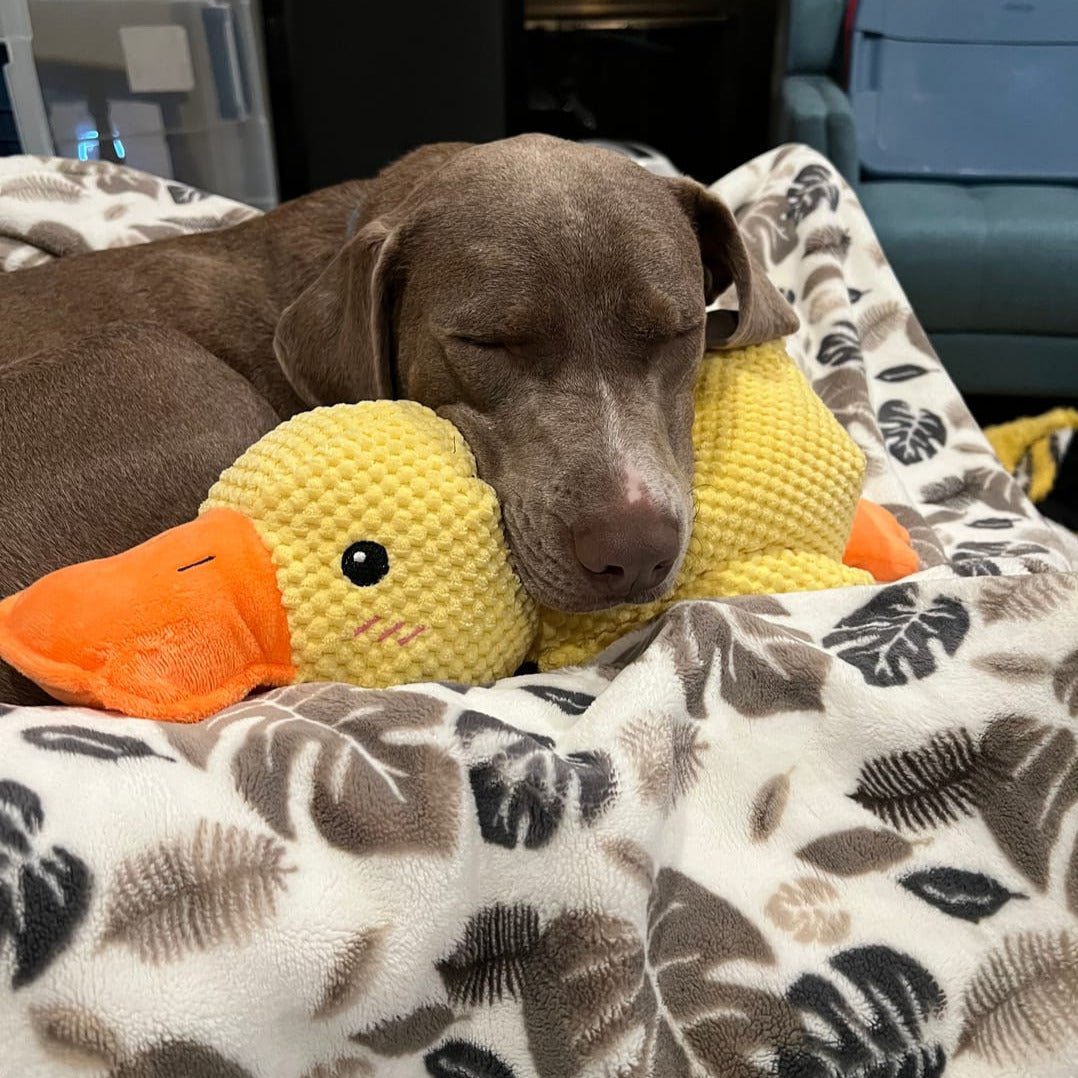 Durable Quacking Duck Chew Toy For Anxiety Relieving Dog Play